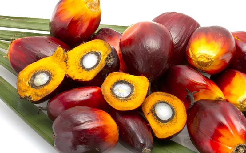 National Mission on Edible Oil- Oil Palm