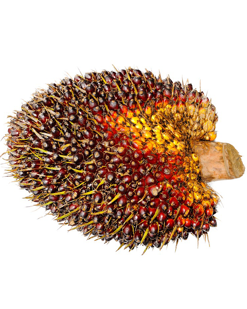 oil palm fruit
